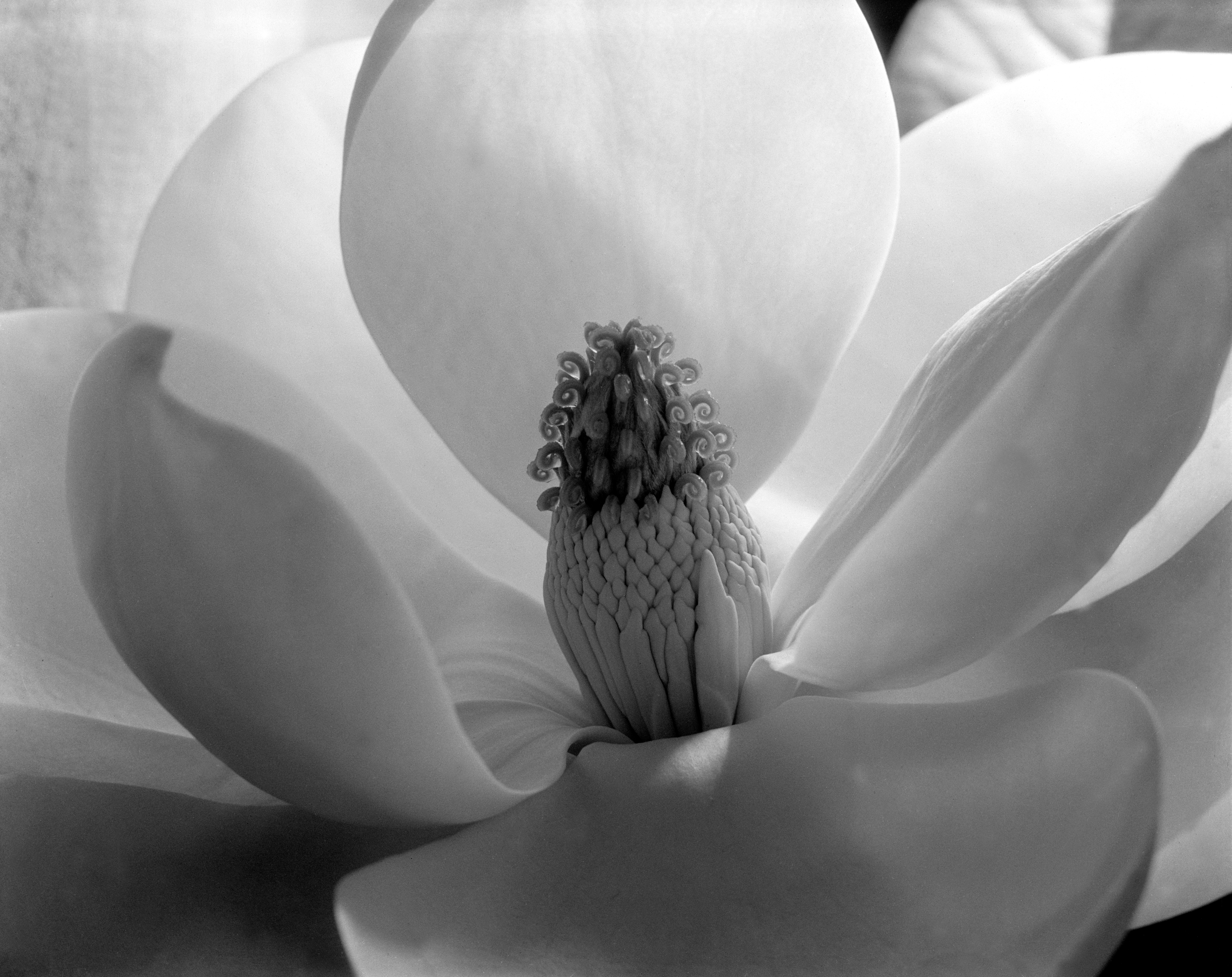 Imogen Cunningham's black-and-white close-up of a magnolia, broad petals surrounding a precise pistil