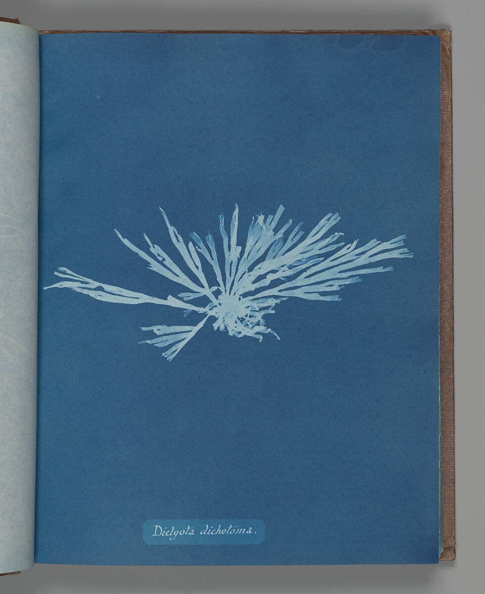 Dictyota dichotoma — Anna Atkins · c. 1853 · Cyanotype